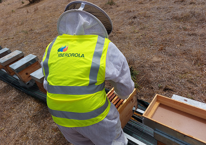 Foto Iberdrola facilita la apicultura en sus centrales fotovoltaicas.